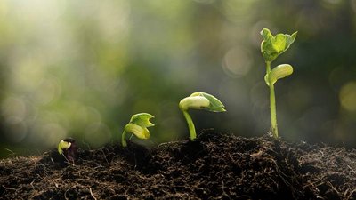 Drought-stressed field illustrating ABA's role in drought tolerance