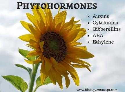 List of major phytohormones