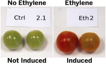 Tomatoes showing ethylene-induced ripening