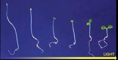 De-etiolation: transition from dark-grown to light-grown seedlings