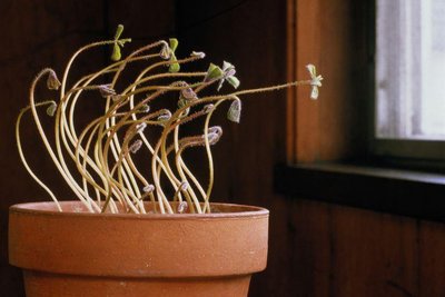 Etiolated seedlings growing toward light