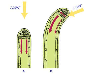 Diagram showing auxin transport and phototropism