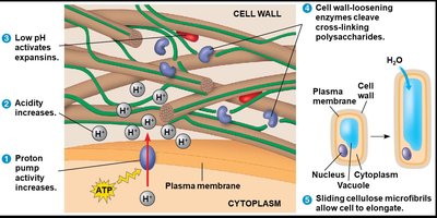 Acid growth hypothesis: auxin-induced cell wall loosening