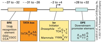 Diagram of core promoter elements including TATA box, Inr, DPE, BRE