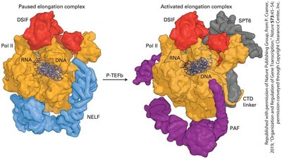 Paused and activated elongation complexes of RNA polymerase II