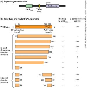 Diagram of modular structure of transcription factors