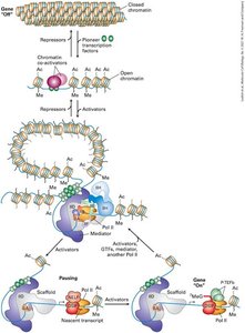 Mechanisms of chromatin opening and transcription activation