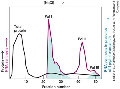 Table of RNA polymerases and their RNA products