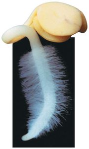 Root hair structure with root hairs increasing surface area