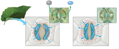 Diagram of guard cells opening and closing stomata