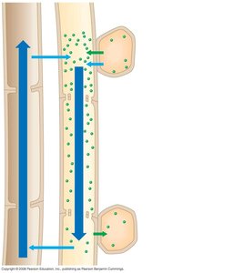 Diagram of pressure flow in phloem from source to sink