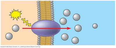 Diagram of cotransport and membrane potential