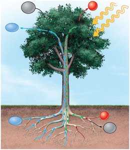 Diagram showing movement of water, minerals, and sugars in a tree