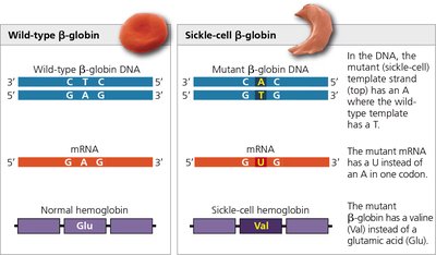 Comparison of wild-type and sickle-cell β-globin DNA, mRNA, and protein