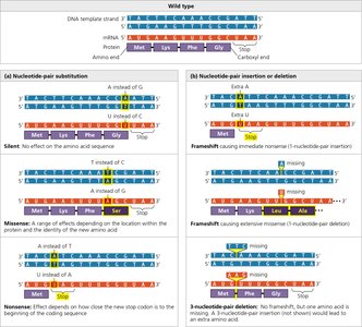 Types of small-scale mutations: substitution, insertion, deletion, and their effects on protein sequence