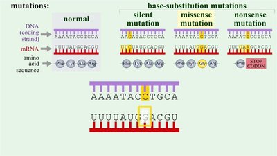 Diagram showing normal, silent, missense, and nonsense mutations