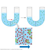 Osmosis across a selectively permeable membrane