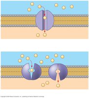 Channel and carrier proteins in facilitated diffusion