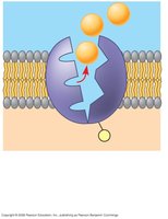 Step 3 of sodium-potassium pump: Protein shape change and Na+ expulsion
