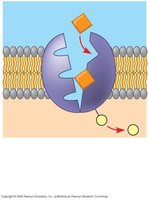 Step 4 of sodium-potassium pump: K+ binding and phosphate release