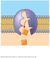 Step 6 of sodium-potassium pump: K+ release and cycle repeat
