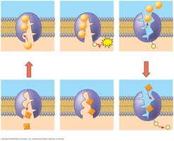 Summary of sodium-potassium pump cycle