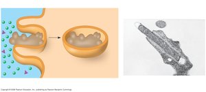 Phagocytosis: engulfing of particles by the cell