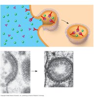 Receptor-mediated endocytosis: specific uptake of molecules