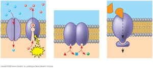 Transport, enzymatic activity, and signal transduction functions of membrane proteins