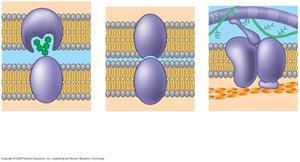Cell-cell recognition, intercellular joining, and attachment to cytoskeleton and ECM
