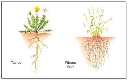Comparison of taproot and fibrous root systems