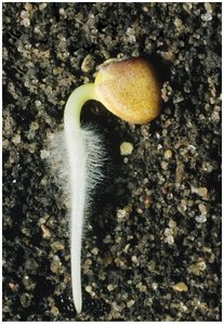 Seedling with visible root hairs