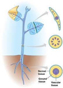 Diagram showing dermal, ground, and vascular tissue in a plant