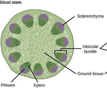 Water-conducting cells of the xylem: tracheids and vessels
