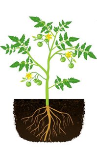 Diagram of a tomato plant showing roots, stem, and leaves