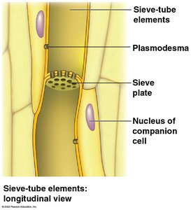 Sieve-tube elements and companion cells in phloem