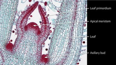Diagram showing apical and lateral meristems in a plant