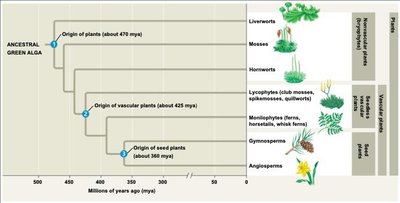 Phylogenetic tree showing the evolution of major plant groups