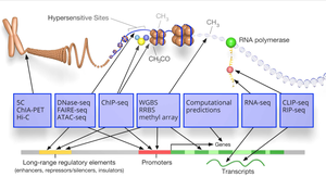 Diagram of ENCODE project approaches