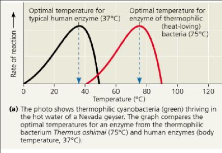 Enzyme activity vs temperature graph
