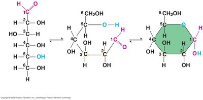 Conversion of glucose from linear to ring form
