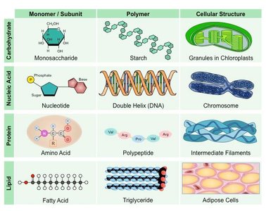 Table comparing monomers, polymers, and cellular structures of carbohydrates, nucleic acids, proteins, and lipids