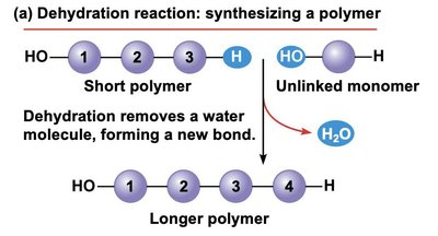 Dehydration reaction: synthesizing a polymer by removing water