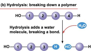 Hydrolysis: breaking down a polymer by adding water