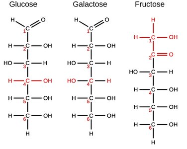 Structures of glucose, galactose, and fructose