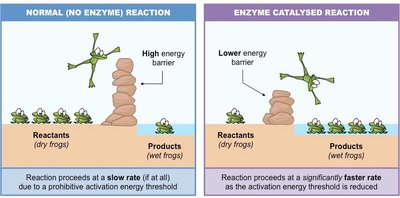Enzyme catalysis and activation energy