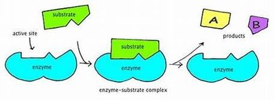 Enzyme-substrate complex