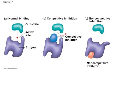 Enzyme inhibition: competitive and noncompetitive
