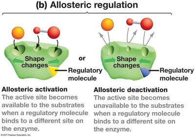 Allosteric regulation of enzymes