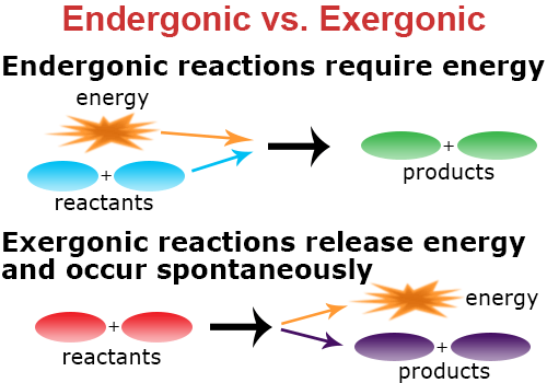 Endergonic vs exergonic reactions